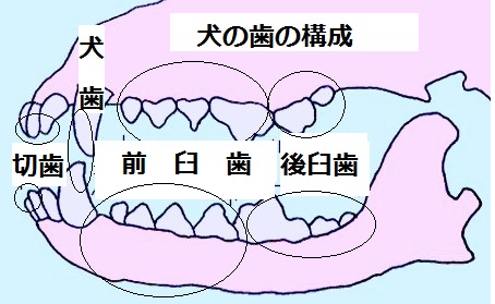 トイプードルの歯/構成