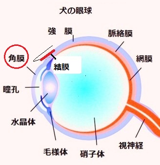 トイプードルの角膜炎画像