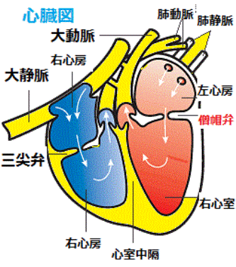 トイプードルの心臓図