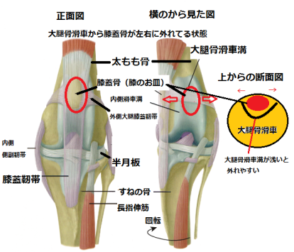 トイプードルの膝関節図